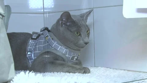Cat Resting in Veterinary Hospital During Treatment Vídeos de archivo 343883174