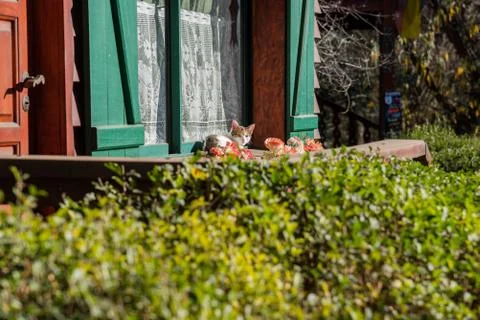 A cat resting, warming itself with the sun Stock Photos