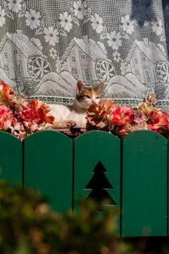 A cat resting, warming itself with the sun Foto stock