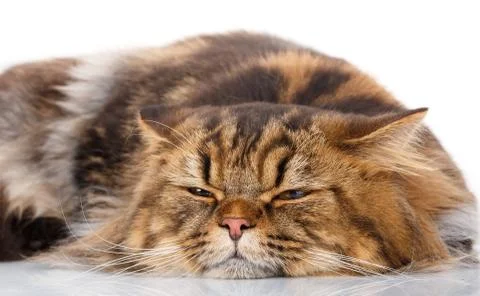 Cat resting on a white background, has closed eyes Stock Photos