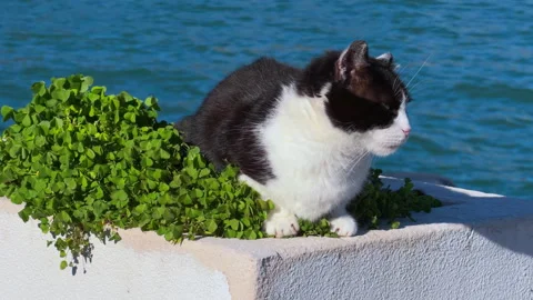 Cat resting on white stone wall beside green plant Vídeo Stock 335626037