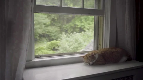 Cat Resting At Window 1 Stock Footage 148162015
