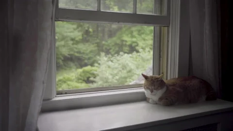 Cat Resting At Window 2 Stock Footage 148162158