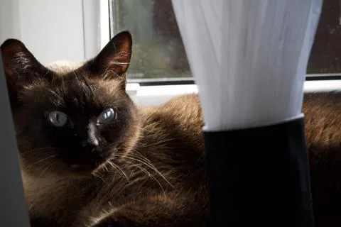 Cat resting by a window in soft light Stock Photos