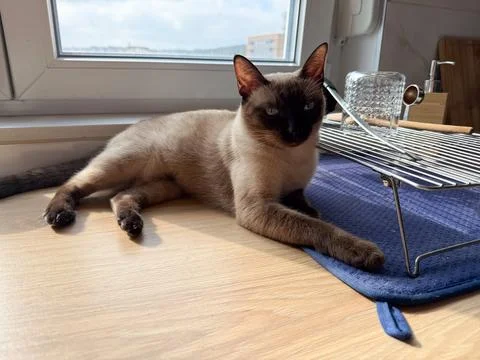Cat resting by the window in warm sunlight. Calm domestic atmosphere, everyda Stock Photos