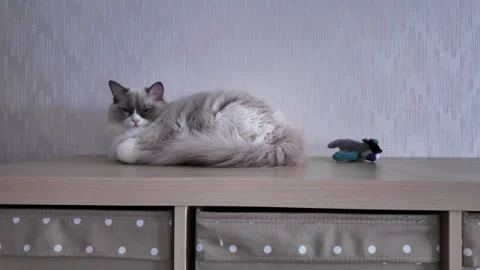 Cat resting on a wooden shelf in a simple room during daytime Stock Footage 331236878
