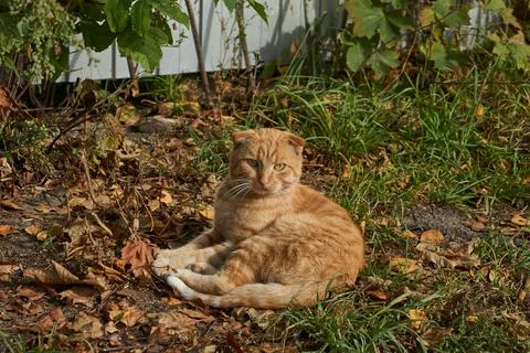 The cat is resting in the yard and basking in the rays of the autumn sun Stock Photos