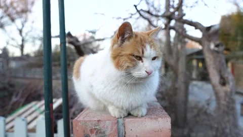 Cat rests and sleeps on the wall Stock Footage 264511151