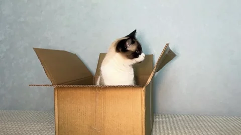 Cat rests in box, showing how cats of all ages seek security in enclosed space Stock Footage 318168151