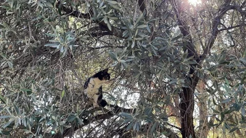 Cat rests on branches of olive tree surrounded by dense foliage, perfect na.. Vidéo 328718715