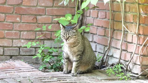 The cat rests in the corner, sits and looks around and licks its fur Stock Footage 244999130