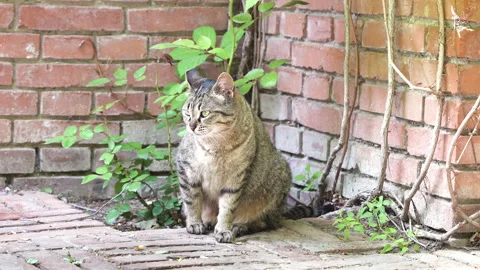 The cat rests in the corner, sits and looks around and licks its fur Stock Footage 245006305