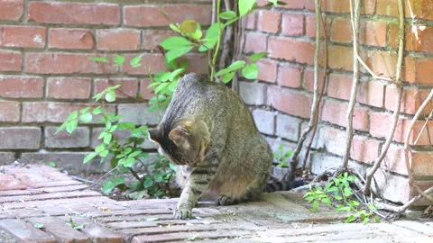 The cat rests in the corner, sits and looks around and licks its fur Stock Footage 245006577