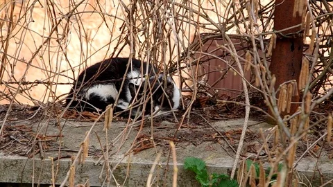 The cat rests on the fence Stock Footage 79168684