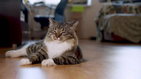 Cat rests on floor at home Stock Footage 157456971