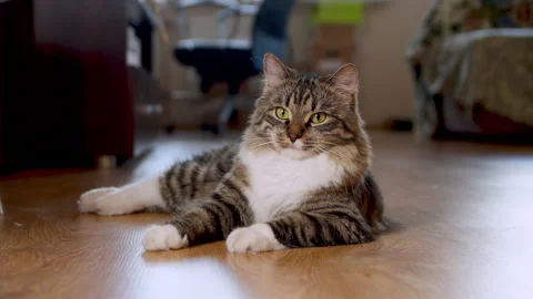 Cat rests on floor at home Stock Footage 157457071