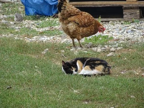 A cat rests in the grass and a chicken can be seen behind 스톡 사진