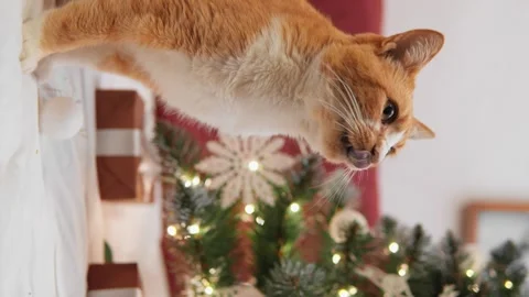 The cat rests at home, surrounded by festive decorations, creating an atmosphere Stock Footage 260603831