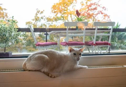 Cat rests looking through the window in winter in Switzerland Stock Photos