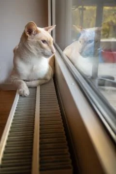 Cat rests looking through the window in winter in Switzerland Stock Photos