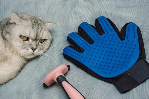 Cat rests next to grooming tools on  soft blanket in  cozy indoor.  gray cat  Stock Photos
