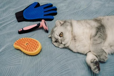 Cat rests next to grooming tools on  soft blanket in  cozy indoor.  gray cat  Stock-Fotos