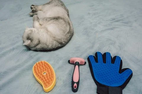 Cat rests next to grooming tools on  soft blanket in  cozy indoor.  gray cat  Stock Photos
