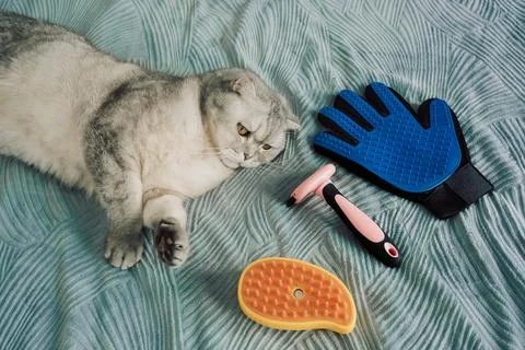 Cat rests next to grooming tools on  soft blanket in  cozy indoor.  gray cat  Stock Photos