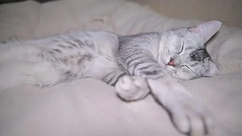 Cat rests peacefully on a soft surface, stretching and adjusting its position in Видео 337101280