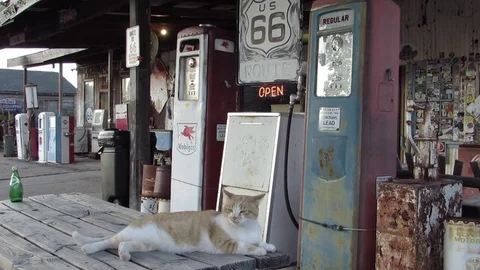 Cat rests on picnic table among old gas pumps at Hackberry General Store AZ USA 스톡 동영상 80106121