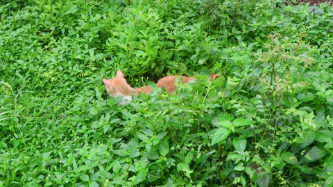 A cat rests quietly in a thick bed of lush green grass, body partly hidden Video stock 315217799