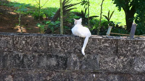 Cat rests on a wall, looking around alertly and walk along the wall Stock Footage 313494125