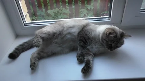 Cat rests on the window sill Video stock 54141916