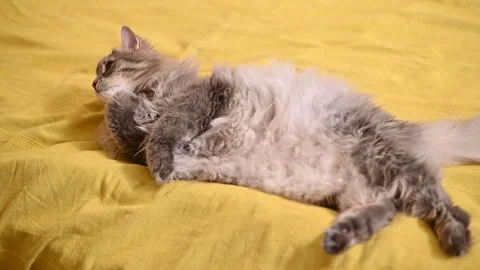 A cat rests on a yellow fabric surface, displaying a natural and relaxed posture 库存影片 337101126