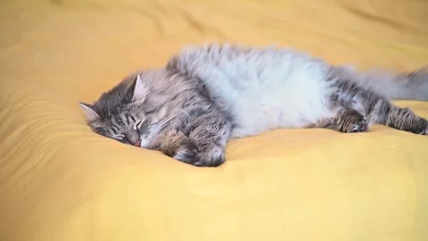 Cat rests on a yellow surface, showcasing various positions of sleep. 스톡 동영상 337101071