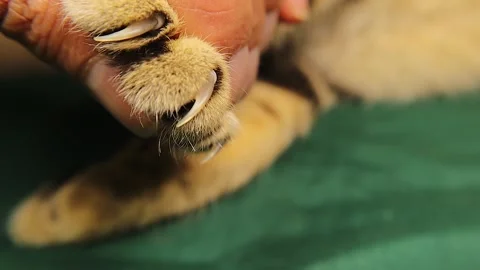 Cat Retractable Claws Close Up Showing Feline Anatomy and Defense Stock Footage 326425045