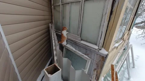Cat returns home, creeps cautiously and balances its balance on the fence Stock Footage 303224459