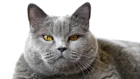 Cat rhythm of music Stock Footage 75396863