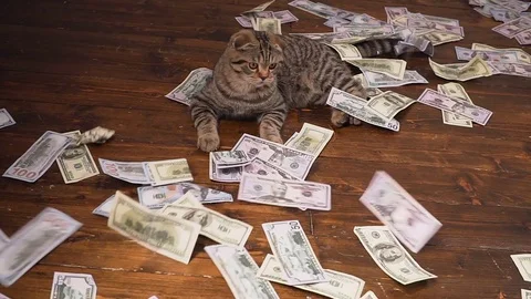 The cat of the rich Stock Footage