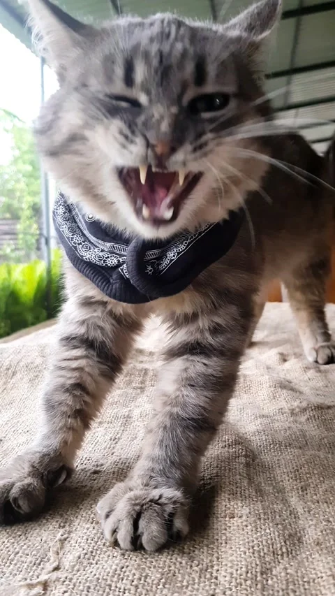 Cat rick animals Stock Footage 159205348