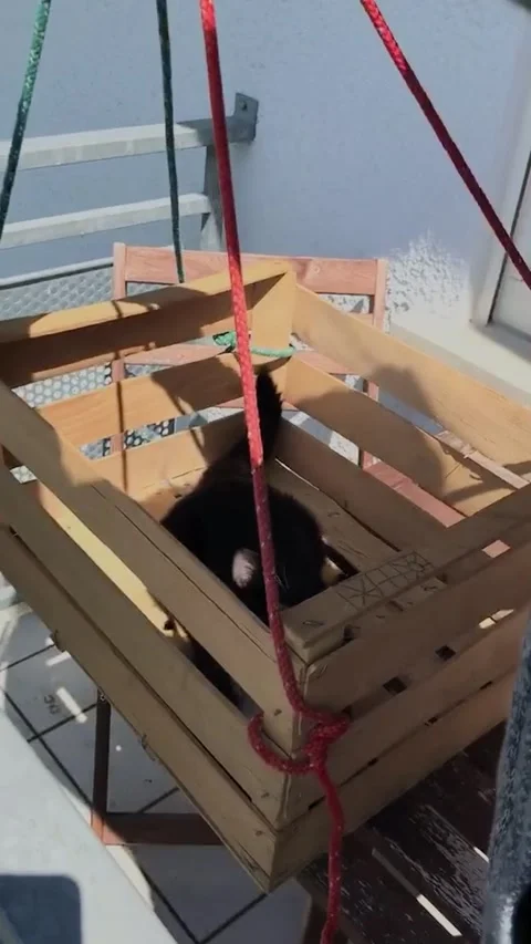 Cat Rides Crate Elevator, Fronreute, Germany Stock Footage 299729312