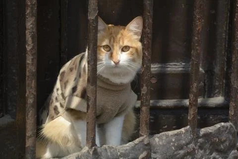 A cat on the right side of the bars in Barranco Stock Photos