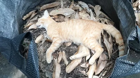 Cat, RIP Stock Footage 332571610