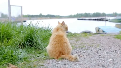 Cat on the river bank Stock Footage 75183833