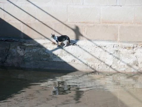 Cat by the river Foto stock