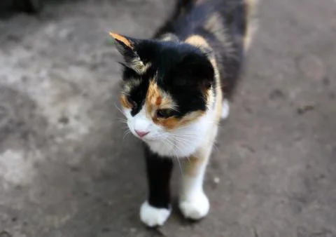 The cat is on the road Foto stock