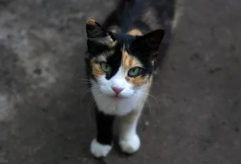 The cat is on the road Foto stock