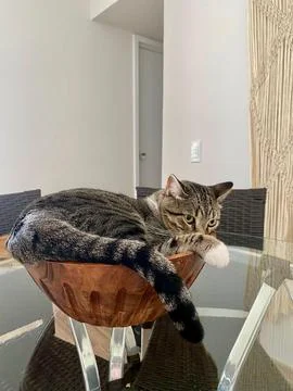 Cat on the road Fotos de archivo