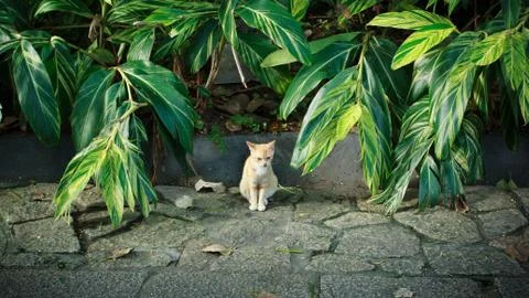 Cat on road side with flower leaf around Foto stock