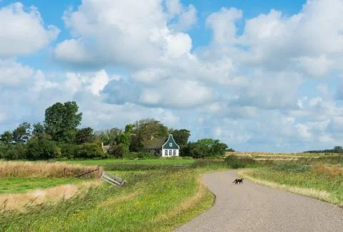 Cat on road on texel. Stock Photos